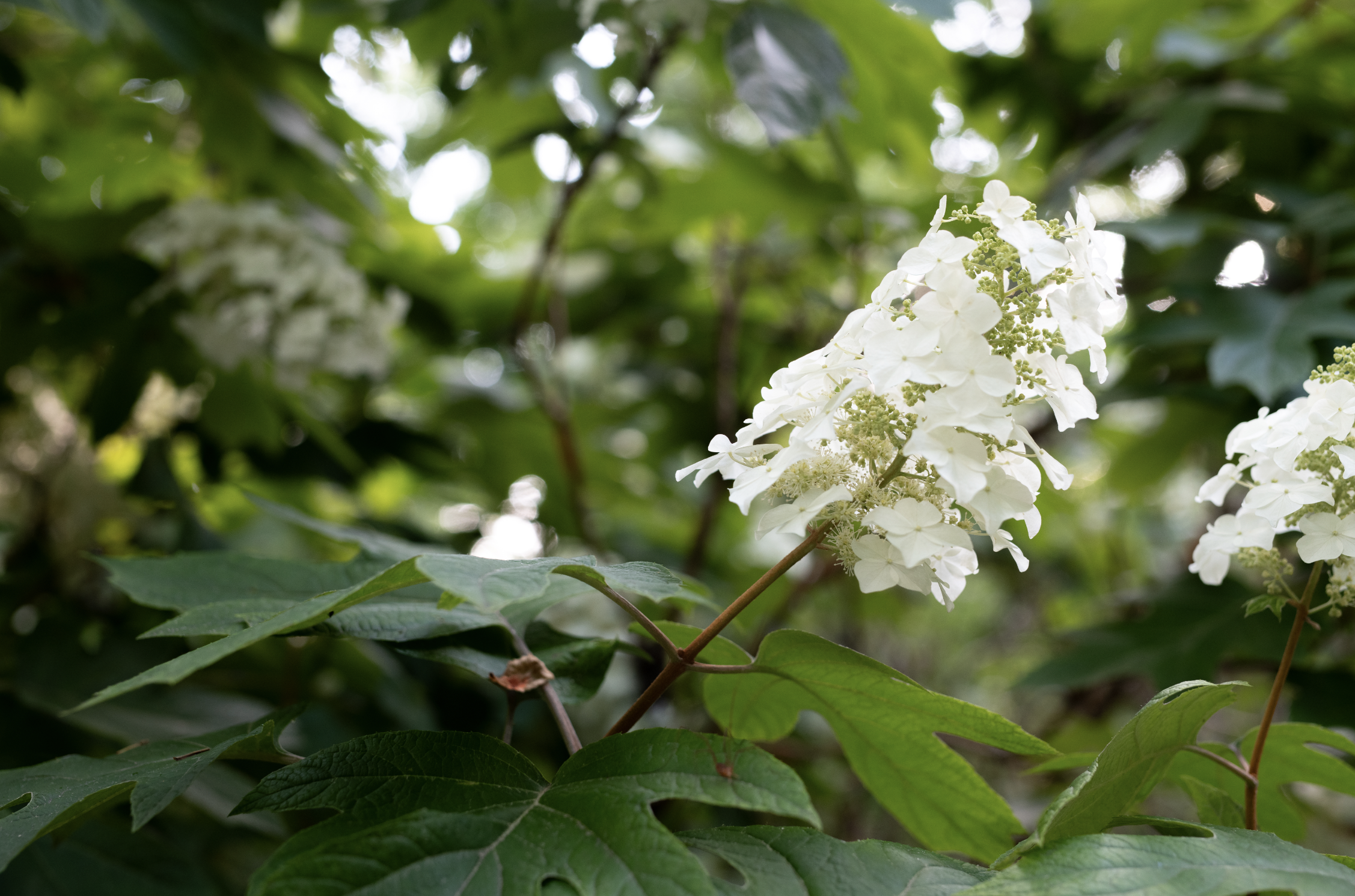 Oakleaf Hydrangea — Reflection Riding | Chattanooga nature center